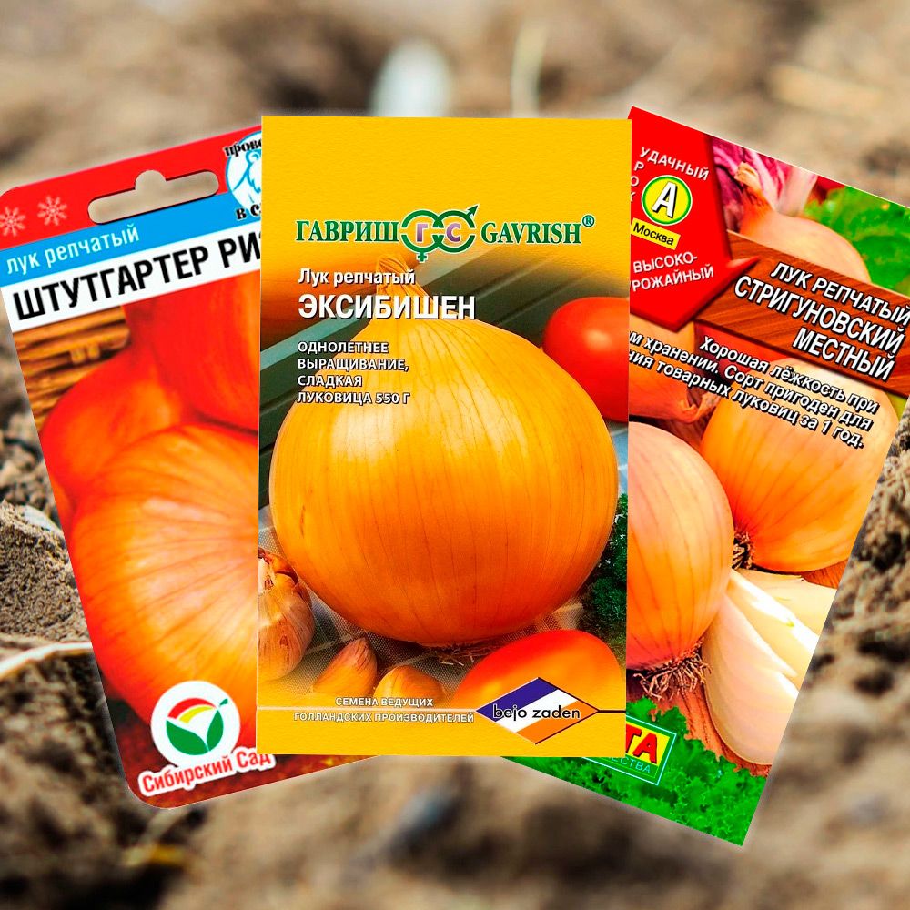 Лук для подзимного посева